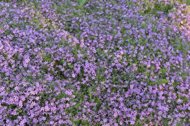  güzel pembe çiçekler arka plan