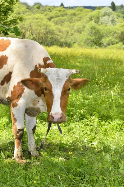 Porträt ländlicher Kühe, die auf einer grünen Wiese grasen, Nahaufnahme — Stockfoto