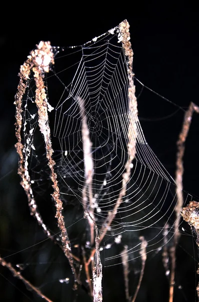 Cobweb на траве крупным планом на черном фоне ночью — стоковое фото