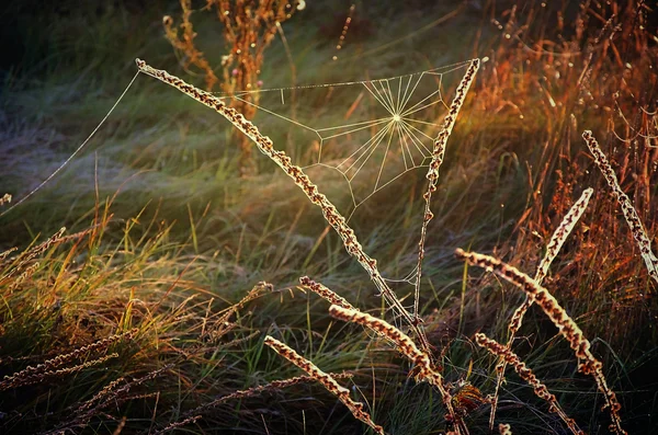 Spinnweben auf Herbstrasen auf einer Wiese in der Morgensonne — Stockfoto
