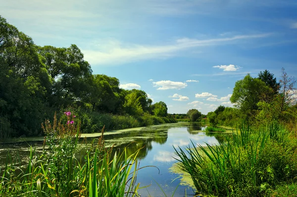 Paisaje de verano con un río — Foto de Stock