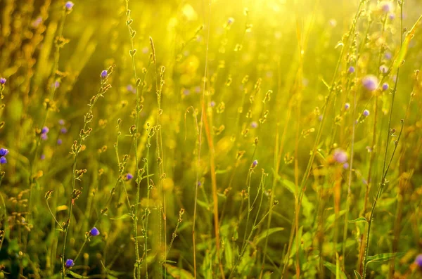 Fundo Natural Atmosférico Com Vegetação Prado Nos Raios Sol Nascente — Fotografia de Stock