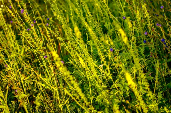 上昇する太陽の光の中で牧草地の植生と大気中の自然背景 一番下だ トーニング — ストック写真