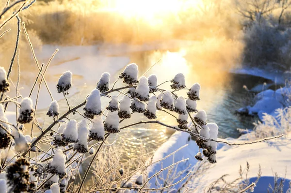 Paysage Hivernal Lumineux Avec Des Arbres Dans Forêt Lever Soleil — Photo