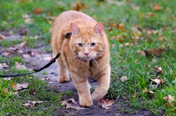 Röd katt går i höst gräset på en koppel — Stockfoto