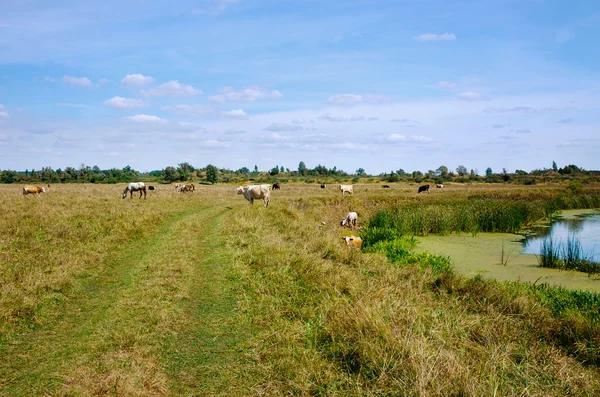 Сельский пейзаж с коровами и лошадьми — стоковое фото