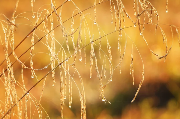 Fundo natural de grama com gotas de orvalho no hidromel de outono — Fotografia de Stock