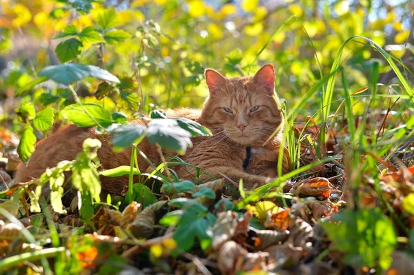 Röd katt ligger i höst gräset — Stockfoto