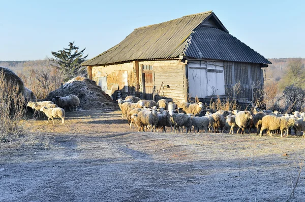 羊と秋に家の田園風景 — ストック写真