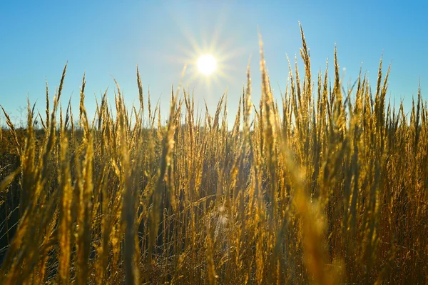 Os raios do sol sobre um campo de espigas de trigo — Fotografia de Stock
