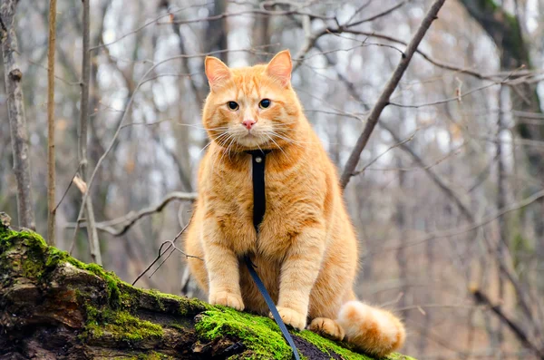 Красная кошка на поводке сидит на вырубленном дереве в лесу — стоковое фото