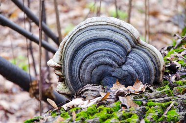 KAV mantar bir ağaç üzerinde