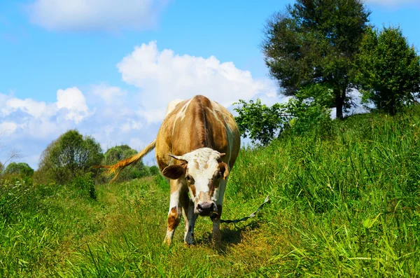 Weidende Kuh blickt in die Kameralinse — Stockfoto