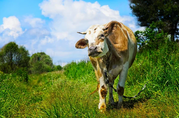 Weidende Kuh blickt in die Kameralinse — Stockfoto