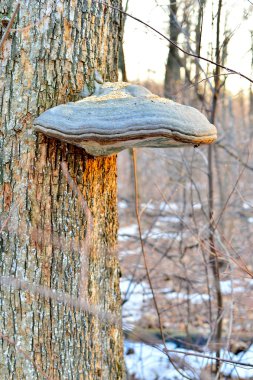 KAV mantar bir ağaç üzerinde