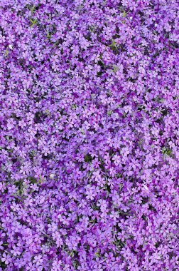 Mor karanfil çiçek