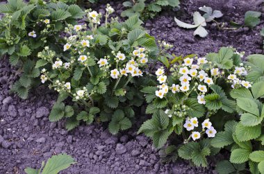 çiçek açan çilek