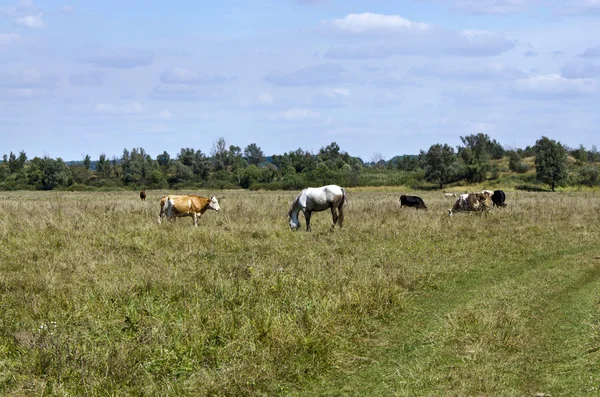 Paisagem rural com vacas e cavalos — Fotografia de Stock