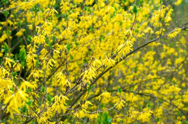 Bahçe hor çiçeği çiçek açan Bush