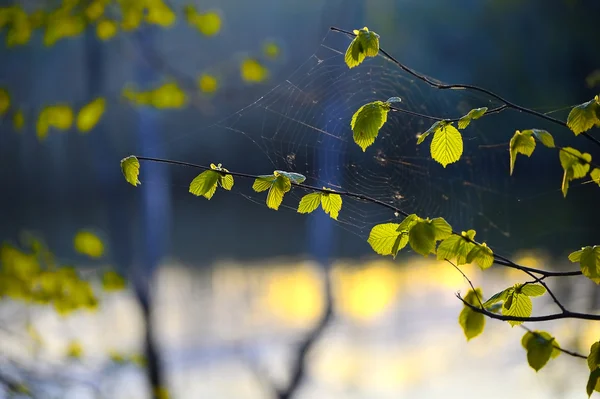 Rama de árbol con telaraña de cerca —  Fotos de Stock