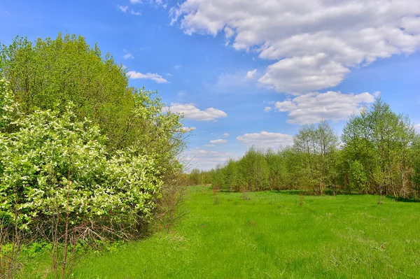 Våren landskap med blommande körsbär — Stockfoto