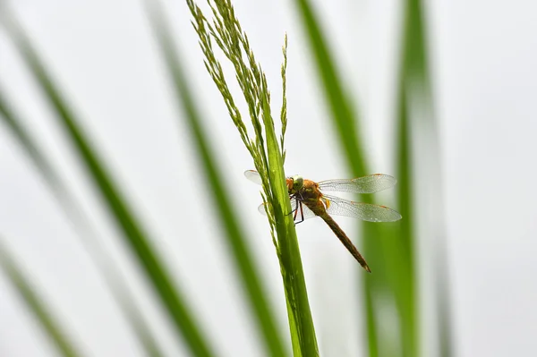 Dragonfly Sympetrum primo piano seduto sull'erba — Foto Stock
