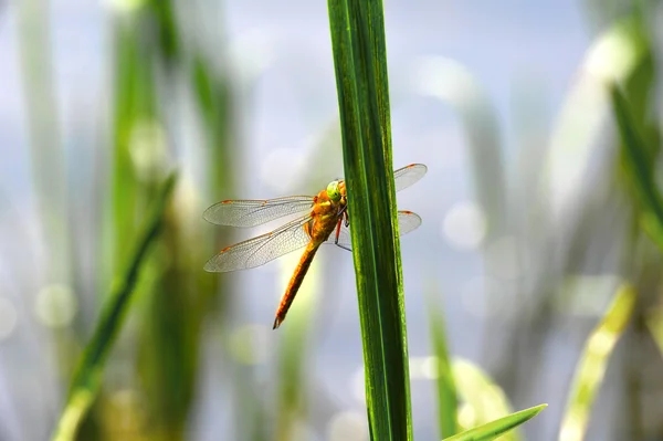 Dragonfly Sympetrum primo piano seduto sull'erba — Foto Stock