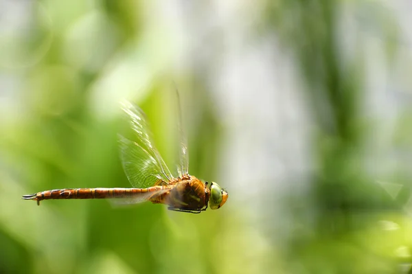 Dragonfly close-up tijdens de vlucht — Stockfoto