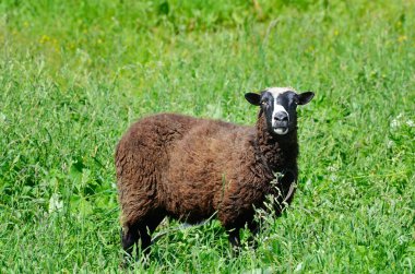 Otlakta otlayan koyunlar