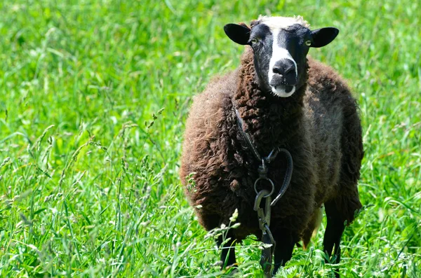 Owce pasące się na łące patrząc na obiektyw aparatu — Zdjęcie stockowe