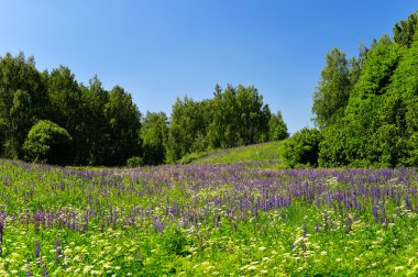 Landscape with flowering lupine meadow