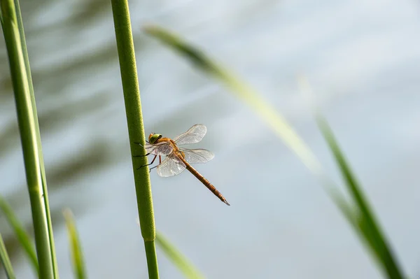 Dragonfly close-up — Stockfoto