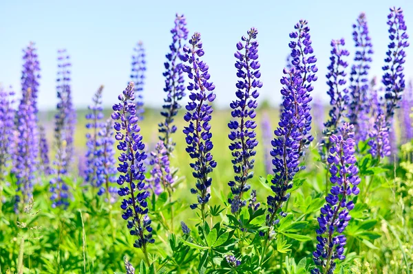 Blühende Lupinen — Stockfoto