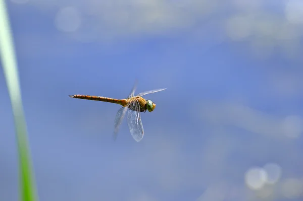 Dragonfly close-up vliegen over het water — Stockfoto