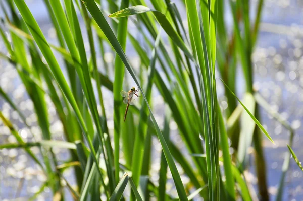 Libélula de cerca sentado en la hierba sobre el agua — Foto de Stock