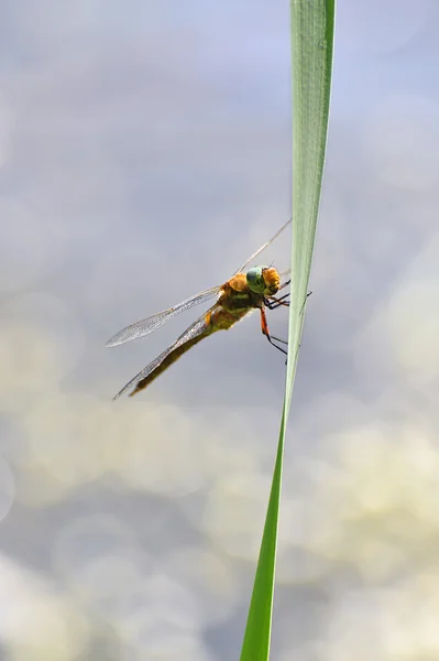 Dragonfly close-up zittend op het gras boven het water — Stockfoto