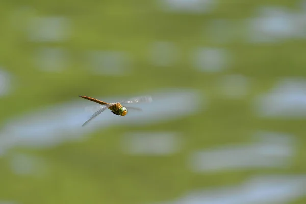 Dragonfly close-up vliegen over het water — Stockfoto