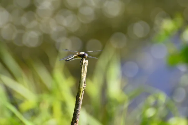 Dragonfly close-up zittend op een tak boven het water — Stockfoto