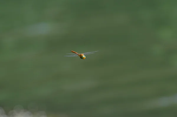 Vážka zblízka létání nad vodou — Stock fotografie