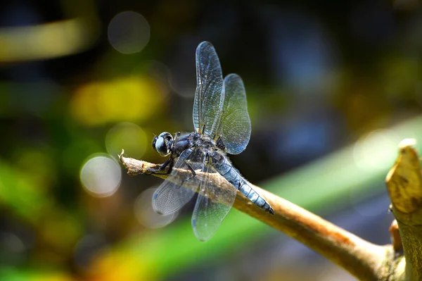 Dragonfly close-up zittend op een tak boven het water — Stockfoto