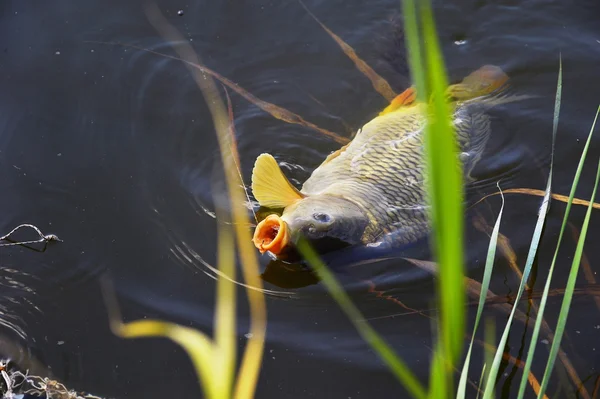 Carp aas in het water te vangen close-up — Stockfoto