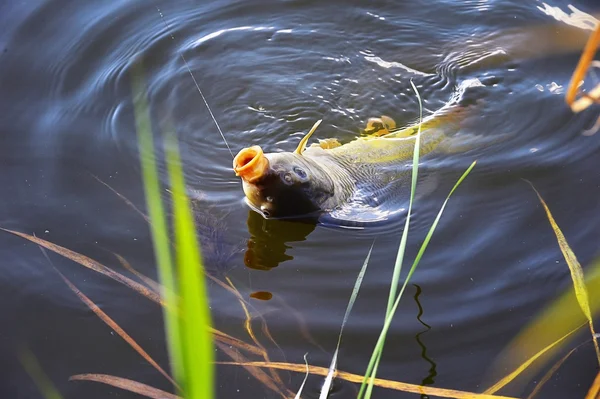 La captura de carpa cebo en el agua de cerca —  Fotos de Stock