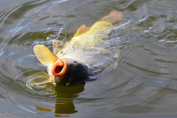 La captura de carpa cebo en el agua de cerca — Foto de Stock