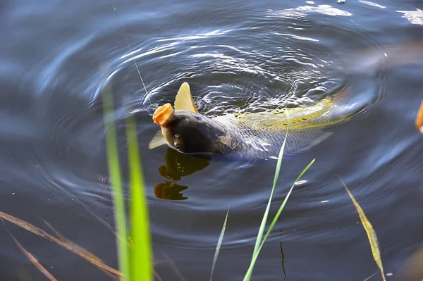 水の中の鯉餌をキャッチをクローズ アップ — ストック写真
