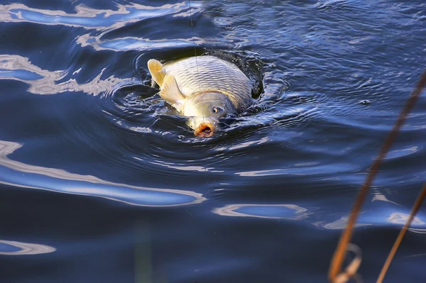 La captura de carpa cebo en el agua de cerca — Foto de Stock