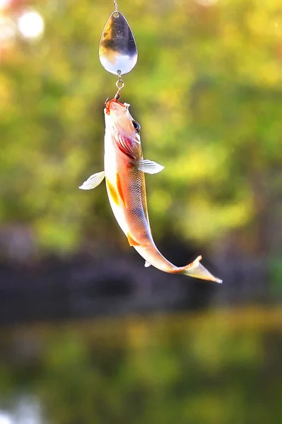 Fångade abborre med spinning lure hänger över vattnet — Stockfoto