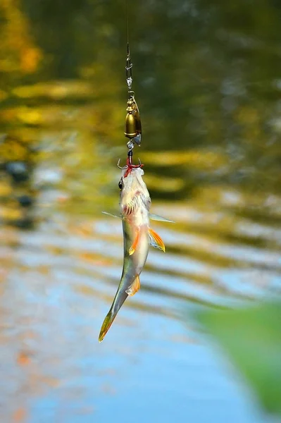 Fångade abborre med spinning lure hänger över vattnet — Stockfoto