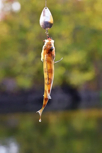 Спійманий Перч з прядильним приманкою, що звисає над водою — стокове фото