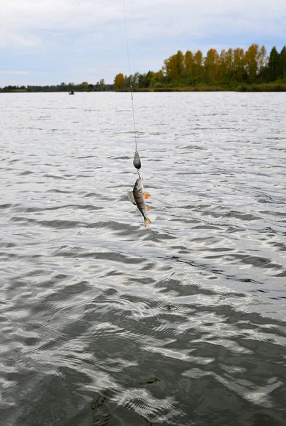 Caught Perch with spinning lure hanging over the water — Stock Photo, Image
