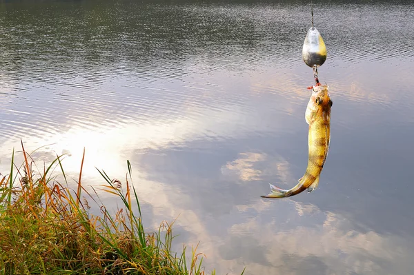 Collage met water achtergrond en baars gevangen op spinnen — Stockfoto